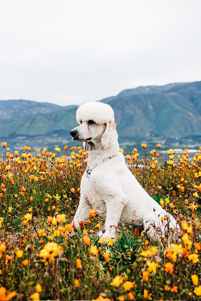 Protection Poodle posing in a field