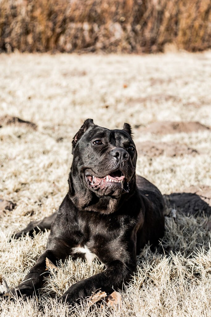 Protection Cane Corso