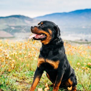 Protection trained Rottweiler