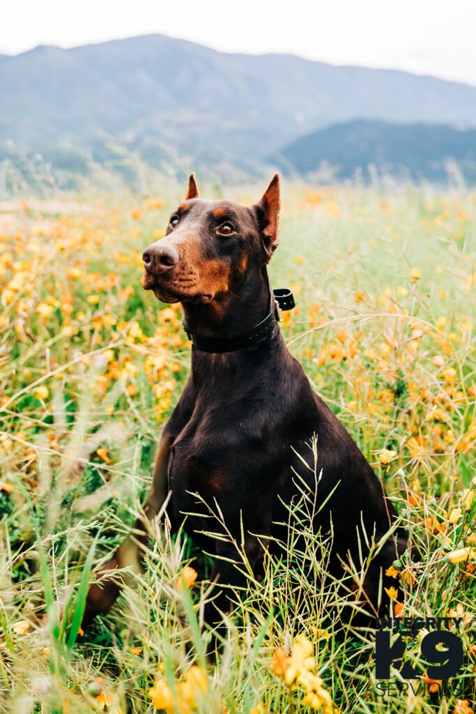 Protection Doberman in field