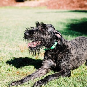 Giant Schnauzer in grass