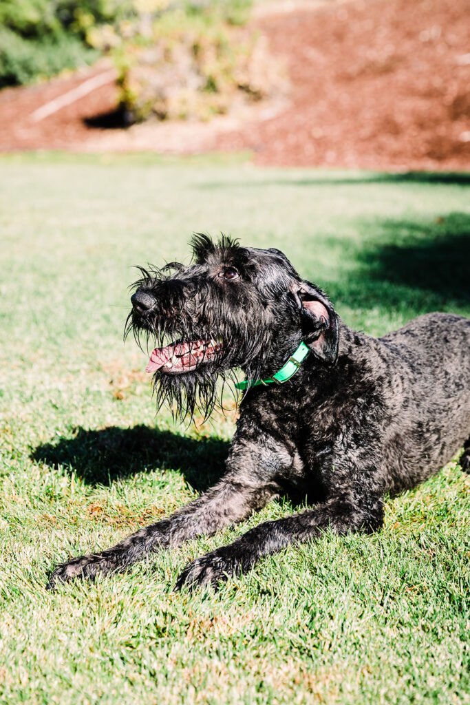 Giant Schnauzer in grass
