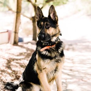 Protection trained German Shepherd