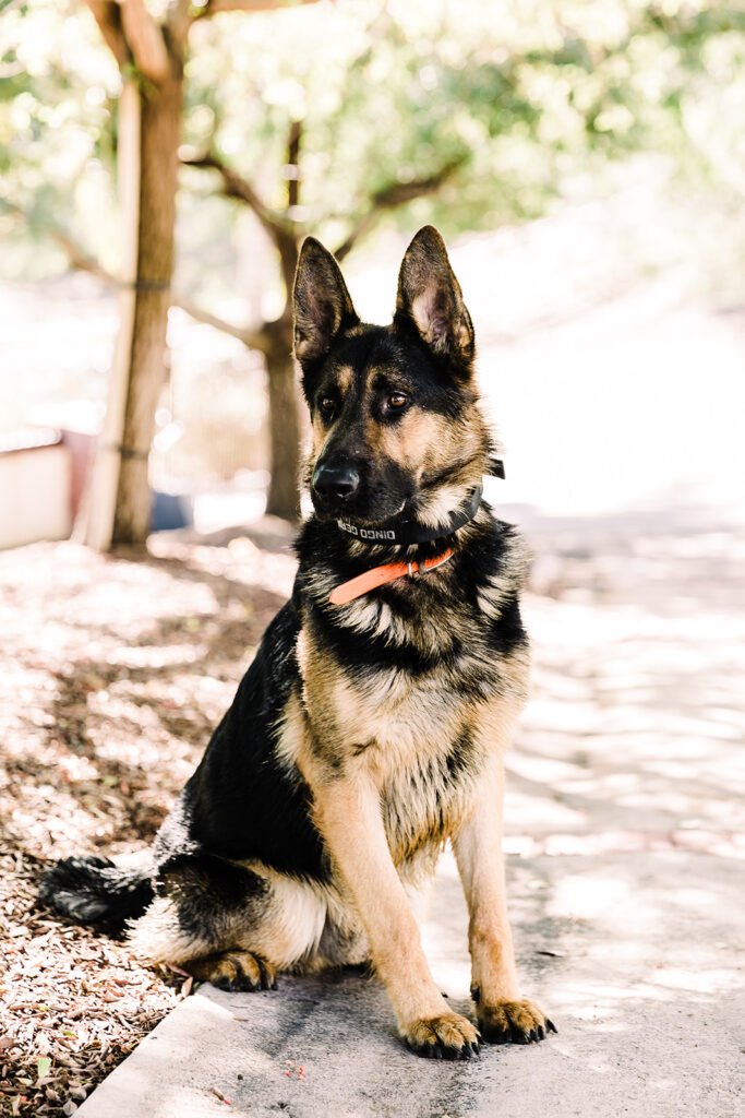 Protection trained German Shepherd