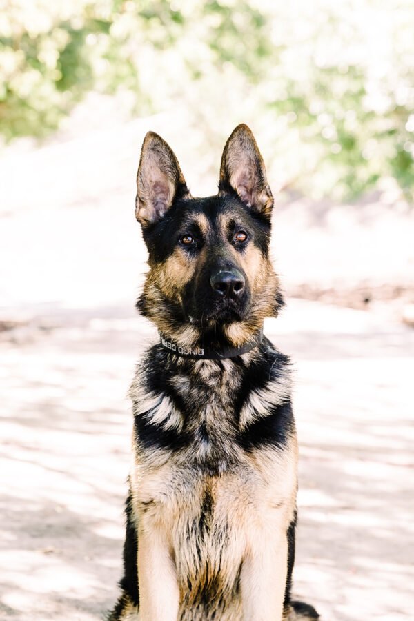 Protection German Shepherd