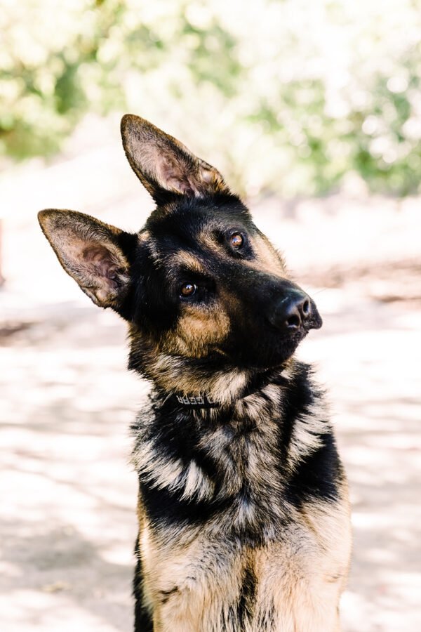 German Shepherd protection dog
