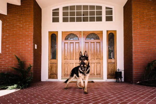 Protection trained German Shepherd