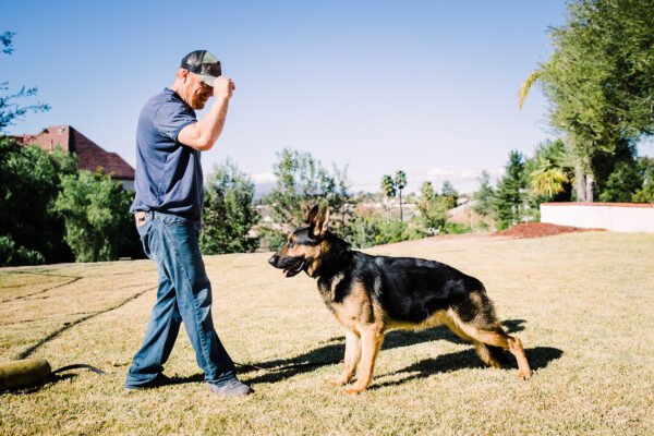 Protection German Shepherd with trainer