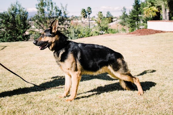 Protection German Shepherd