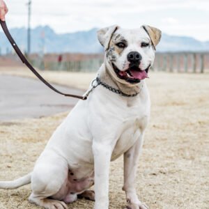 American Bulldog on leash