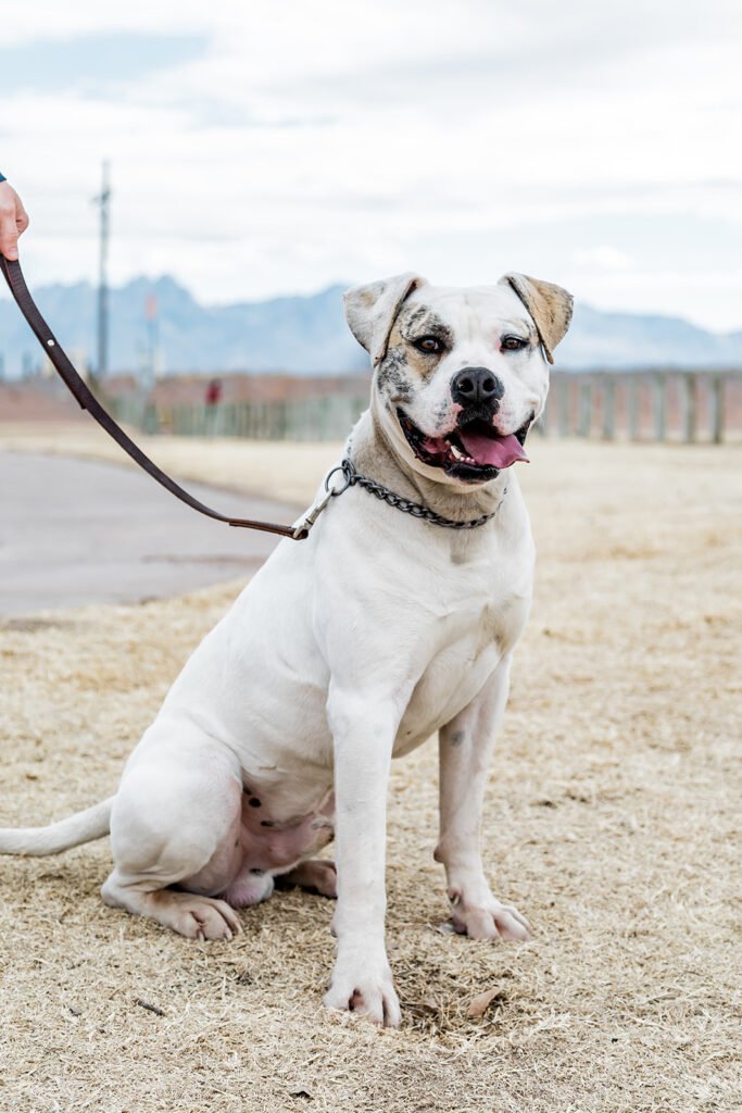 American Bulldog on leash
