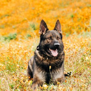 Protection trained Czech Shepherd