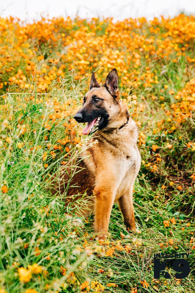Protection Belgian Malinois in field