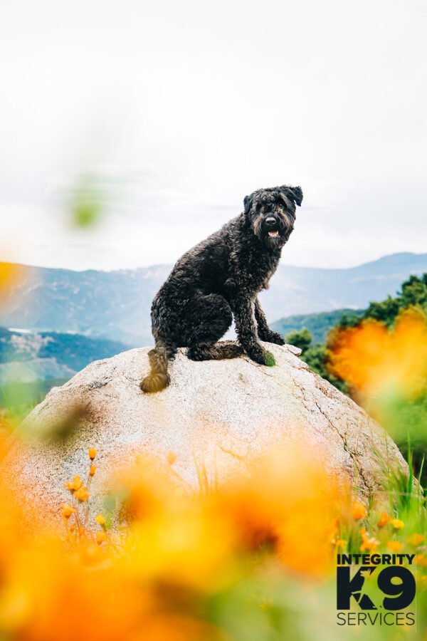 Protection Bouvier Des Flandres