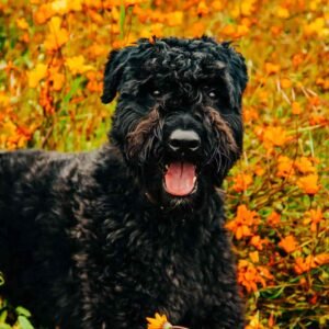 Bouvier Des Flandres in field