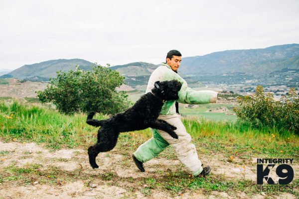 Protection Bouvier Des Flandres working on protection training