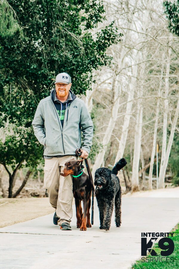 Protection Bouvier Des Flandres and Doberman with trainer