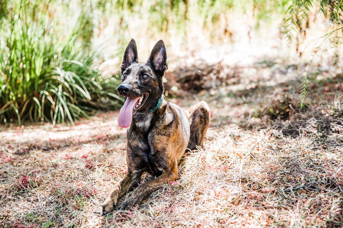 Dutch Shepherd Protection Dog