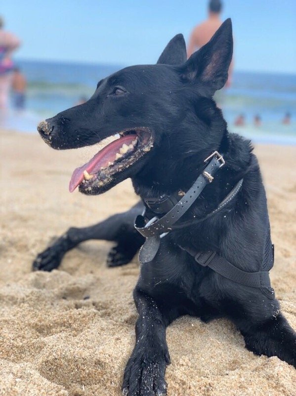 Dog at the beach