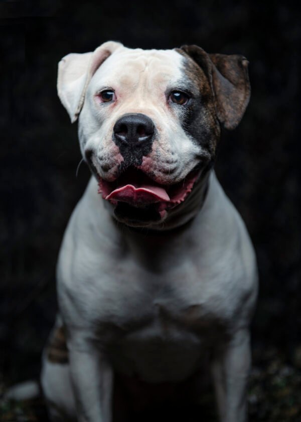 American Bulldog Protection Dog