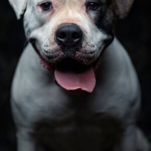 Protection American Bulldog