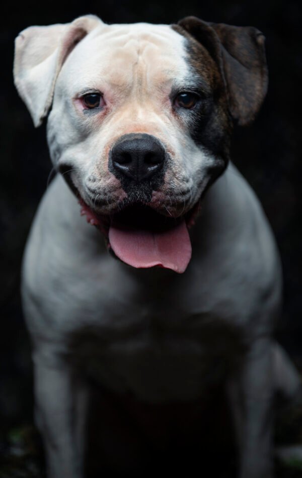 Protection American Bulldog