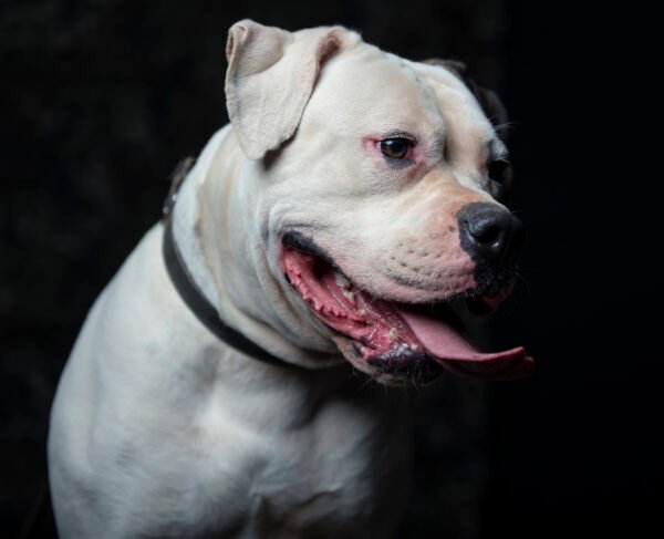 Protection trained American Bulldog