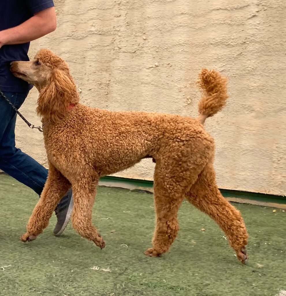 Protection Standard Poodle with trainer
