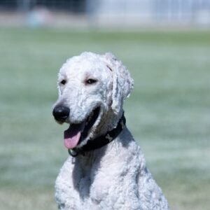 Standard Poodle protection dog