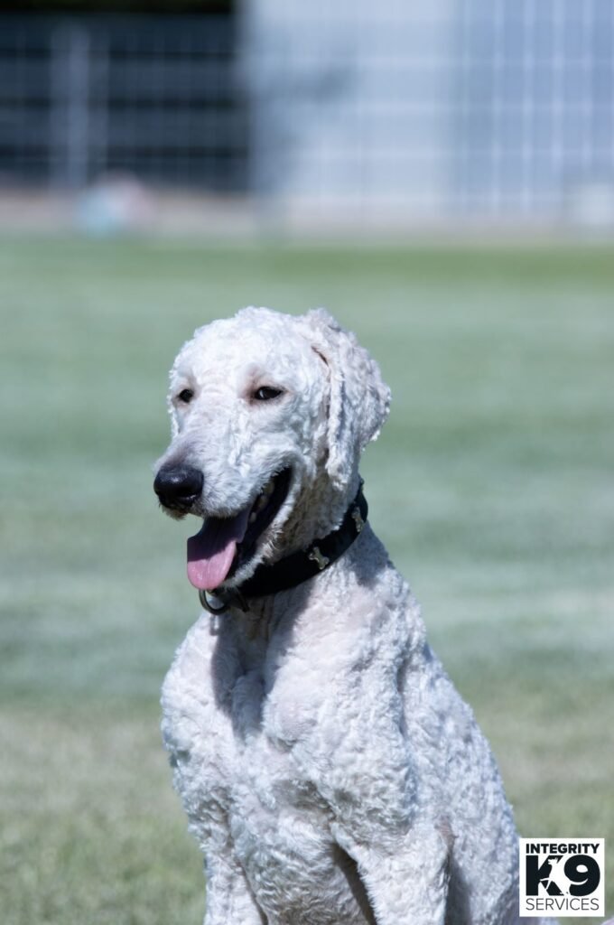 Standard Poodle protection dog