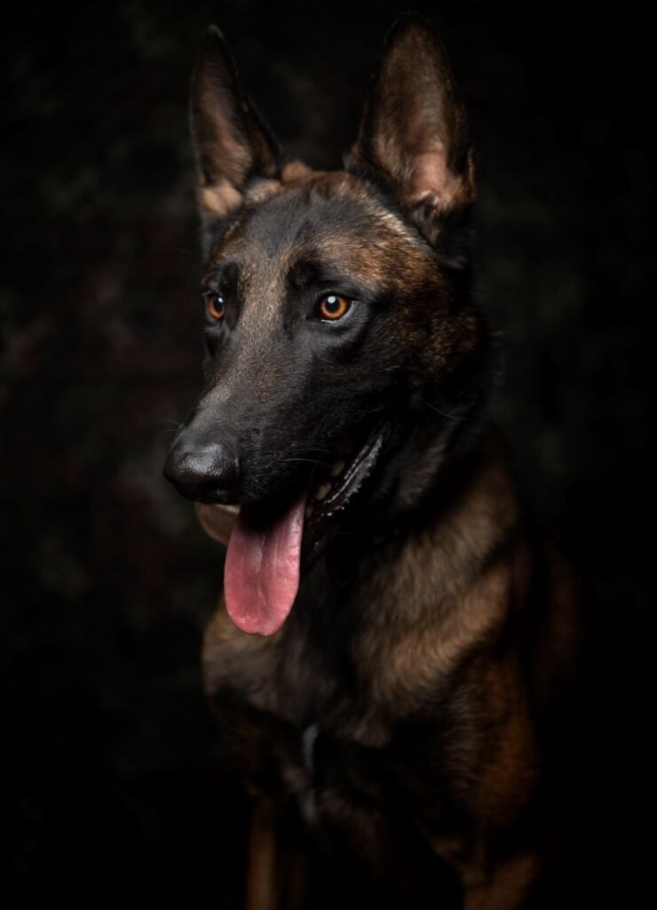 Belgian Malinois Protection Dog