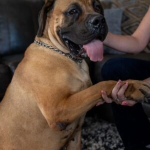 South African Boerboel protection dog