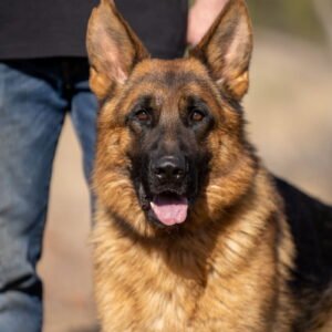 German Shepherd Protection dog