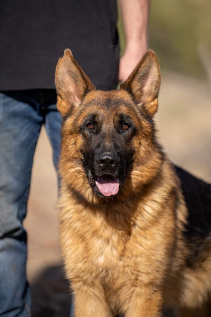 German Shepherd Protection dog