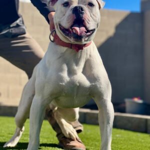 American Bulldog protection dog