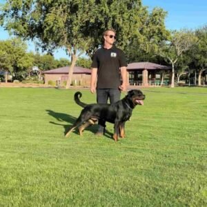 Rottweiler protection dog