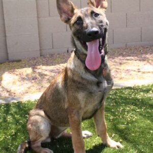Belgian Malinois Protection dog puppy