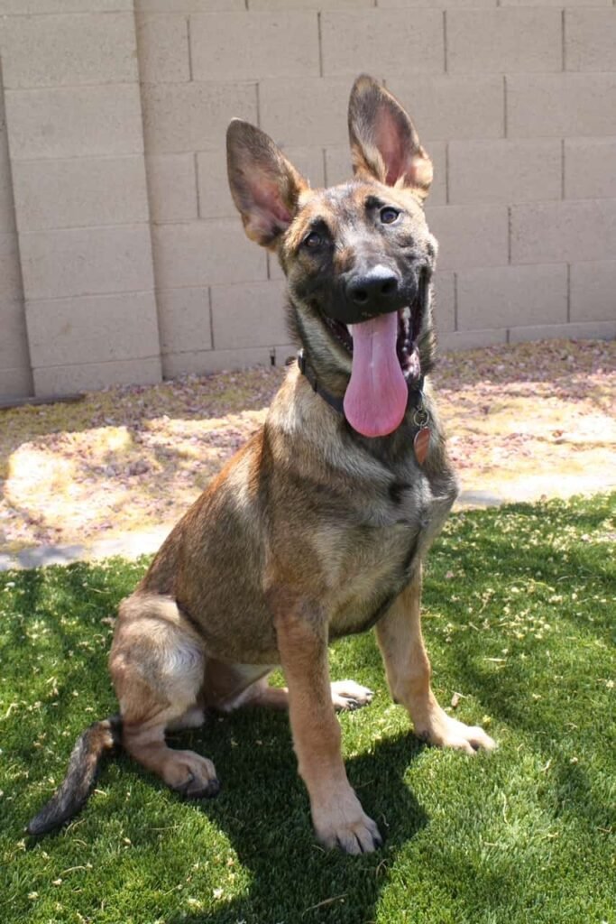 Belgian Malinois Protection dog puppy