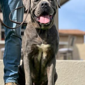 Cane Corso protection dog