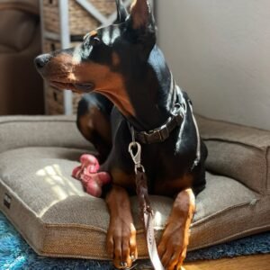 Protection trained Doberman Pinscher