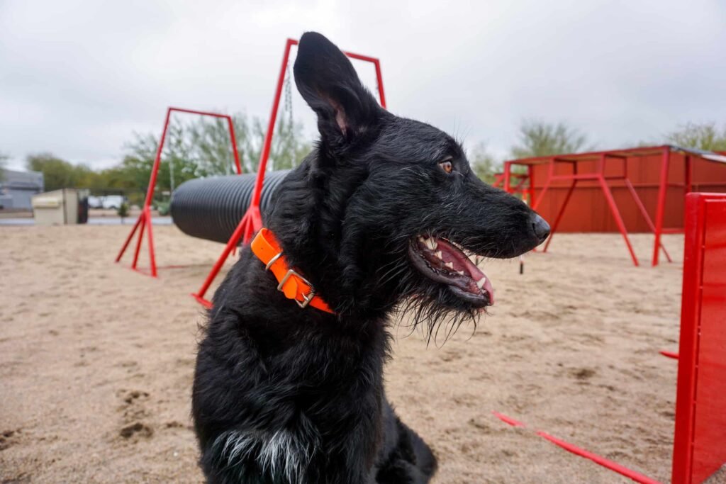 Bouvier des Flandres protection dog