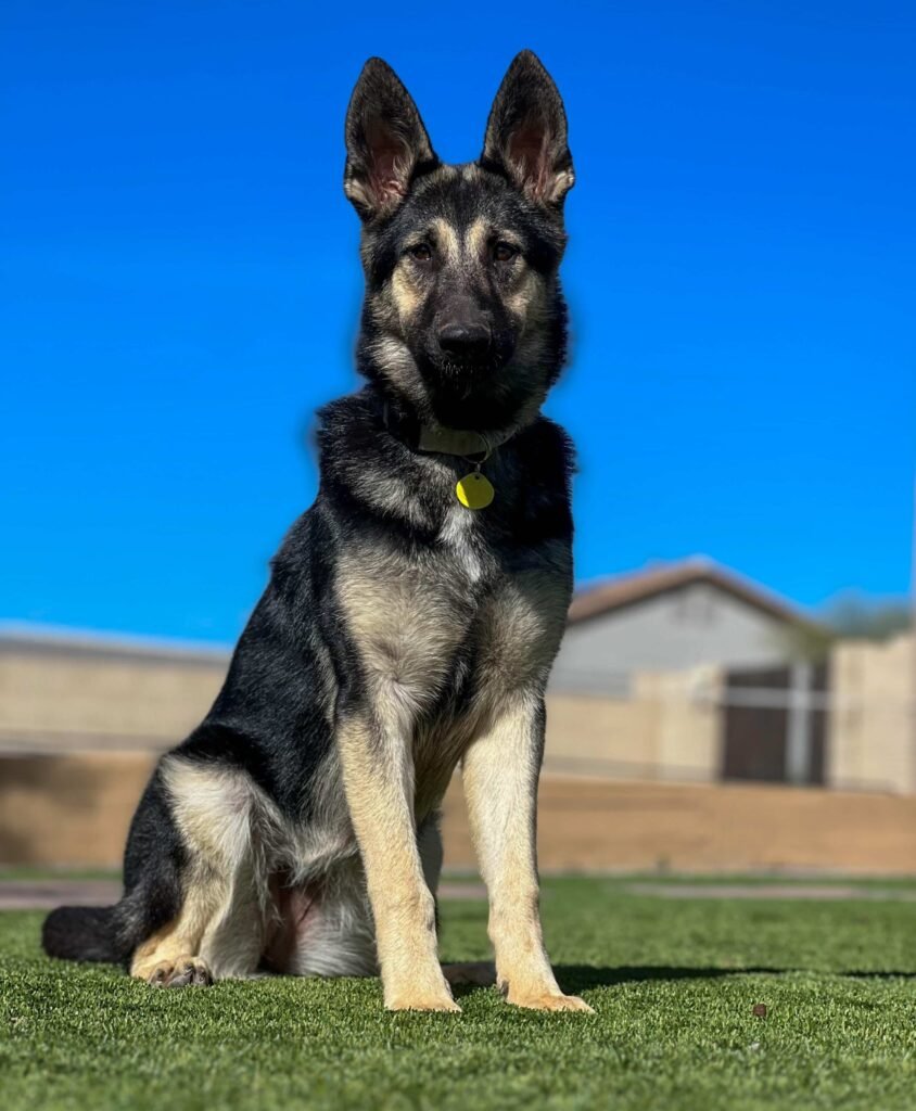 Female German Shepherd protection dog