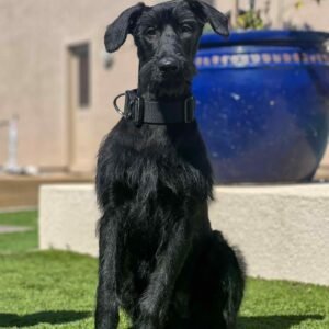 Black Giant Schnauzer puppy
