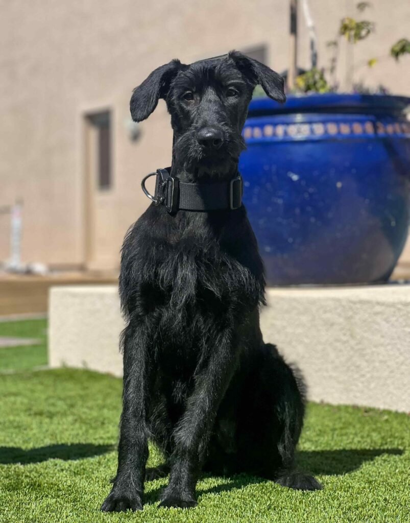 Black Giant Schnauzer puppy