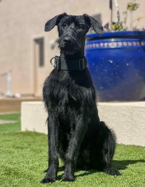 Protection Giant Schnauzer