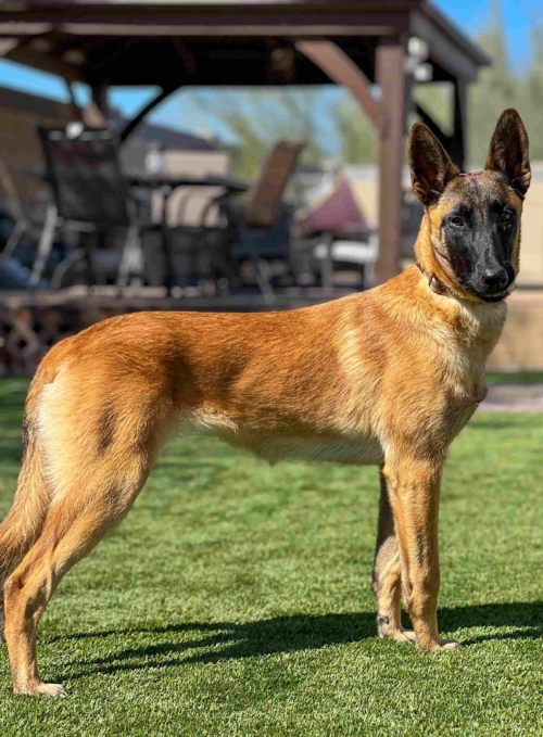 Best Belgian Malinois Protection Dogs