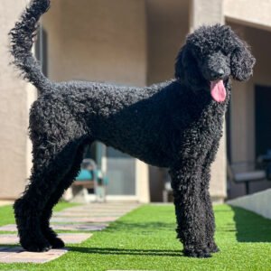 Male Standard Poodle protection dog posing
