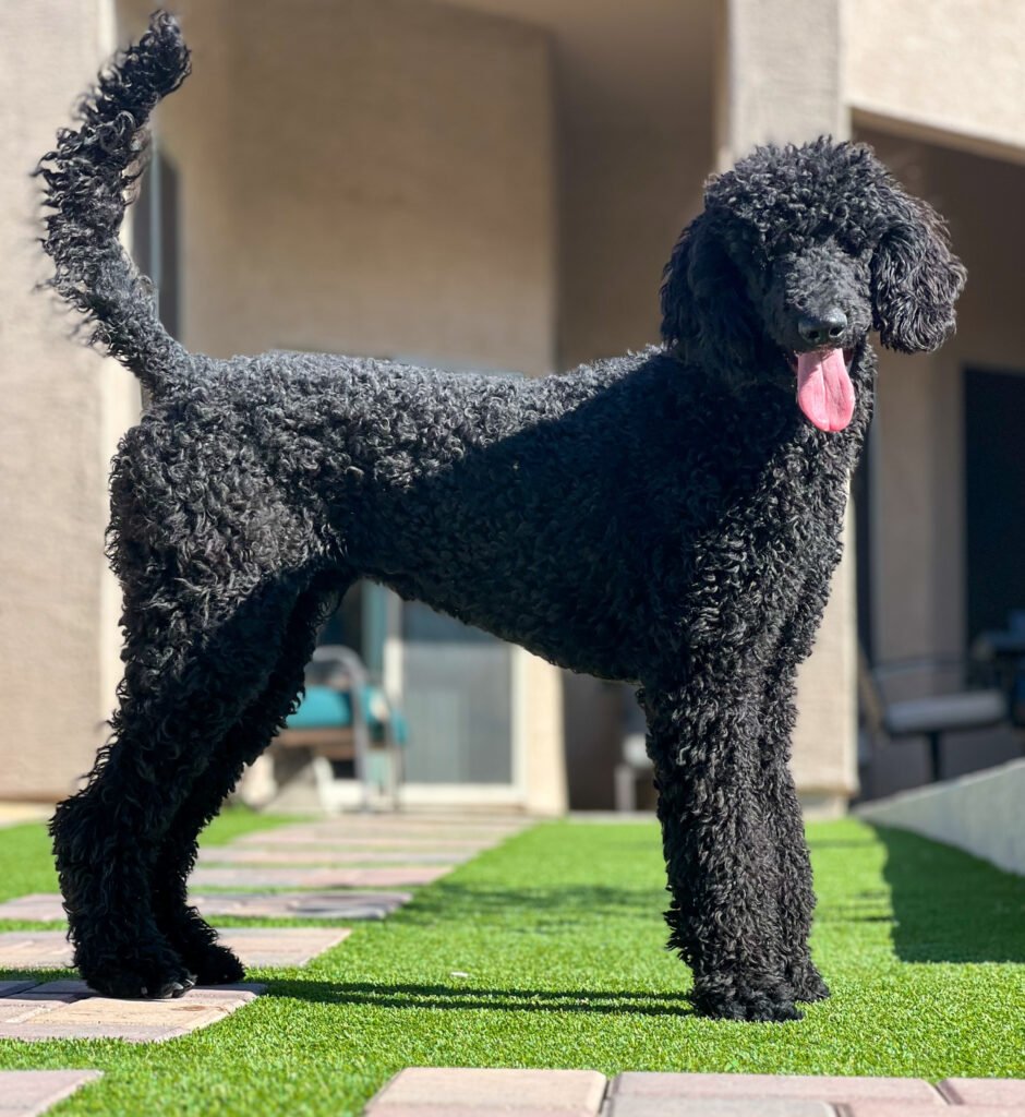 Male Standard Poodle protection dog posing