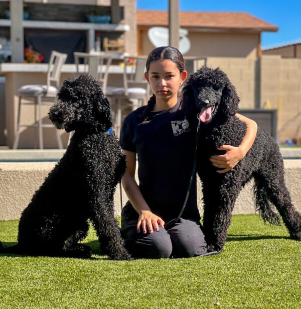 Standard Poodle protection dogs