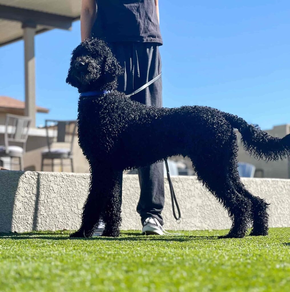 Male Poodle protection dog with trainer